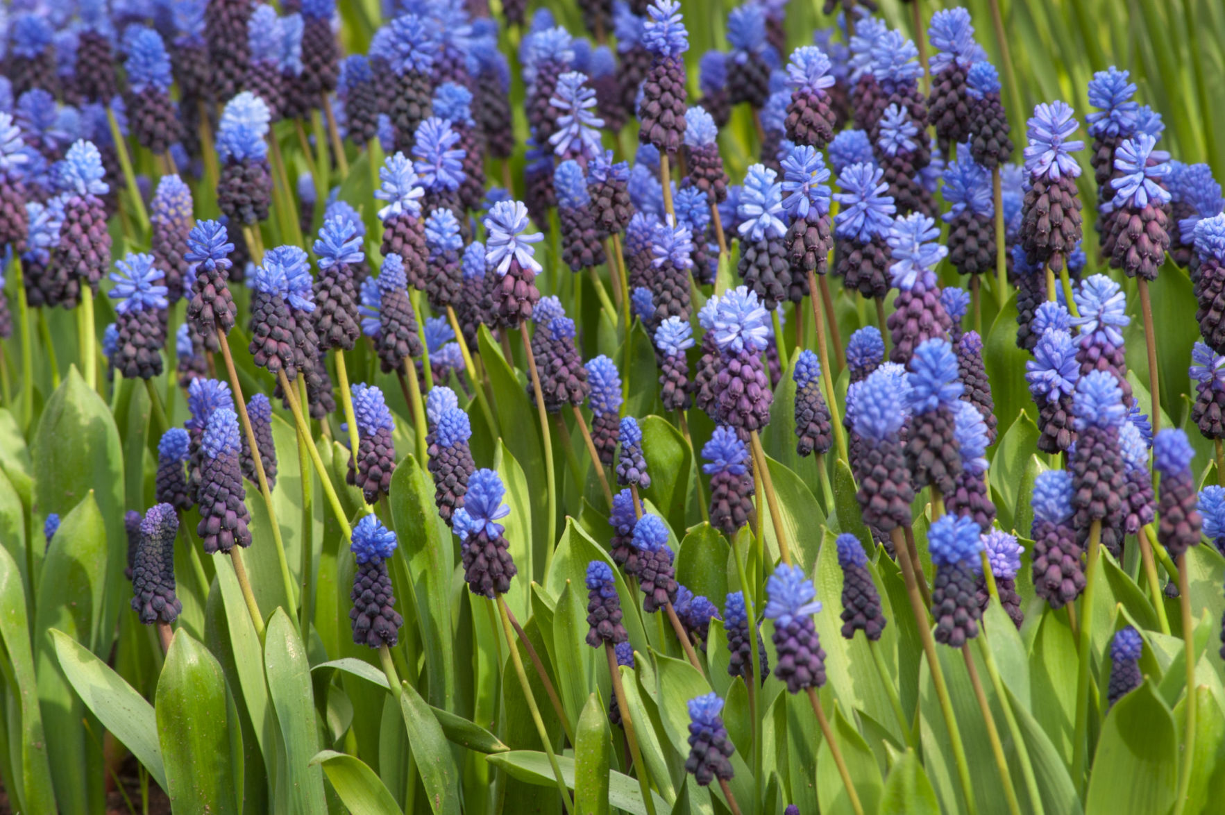 Muscari latifolium